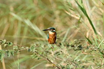 Faune des marais<br>NIKON D200, 500 mm, 200 ISO,  1/350 sec,  f : 5.6 